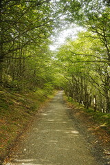 Paisaje minimalista de una carretera solitaria desapareciendo en una densa niebla blanca