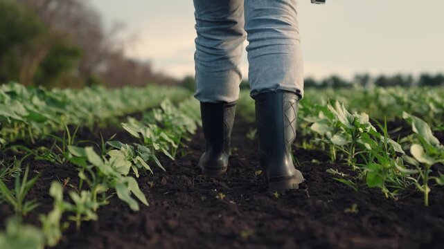 Agriculture, Rural innovation, Early crop stage, Natural farm landscape, Agricultural progress, Future of farming, Plant care and analysis, Tech-savvy farmer, Monitoring crop health, Environmental