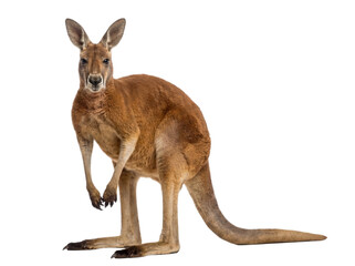 Red Kangaroo Standing Front View