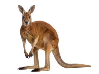 Fotobehang Kangoeroe Red kangaroo standing, front view, isolated on transparent background (PNG)  © Trixy