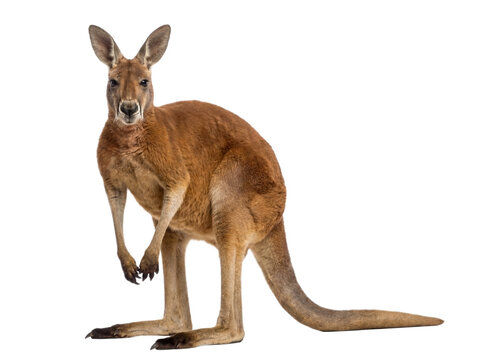Red kangaroo standing, front view, isolated on transparent background (PNG)