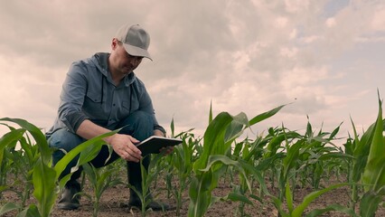 agriculture, farmer working corn field digital tablet, Smart farmer in digital era, Tablet for effective fieldwork, Young corn development, Modern business in agriculture, Productivity improvement