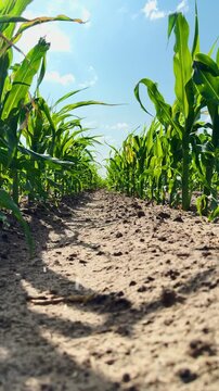 Corn rows from ground view, Blue sky and clouds above, Rural summer day, Growth and sustainability, Green landscape outspread, Farming season in progress, Adequate sunlight and health, Nutrient-rich