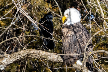 Close up of an  eagle in a tree near Nauvoo IL, on the Mississippi River