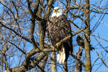 Close up of an  eagle in a tree near Nauvoo IL, on the Mississippi River