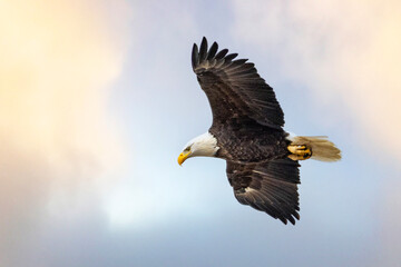 An eagle flying above with clear blue sky naer Nauvoo IL