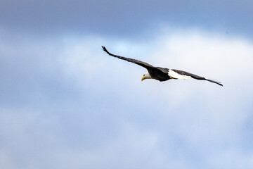 An eagle flying above with clear blue sky naer Nauvoo IL