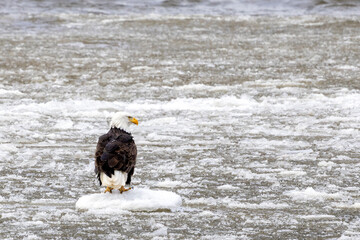 An eagle on the frozen Mississippi river near Nauvoo IL