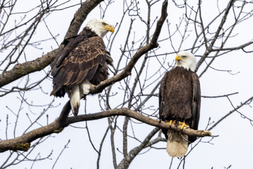 Eagles in a tree during the winter near Nauvoo IL