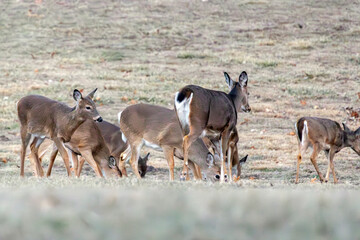 Deer in Nauvoo IL Field