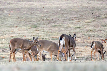 Deer in Nauvoo IL Field