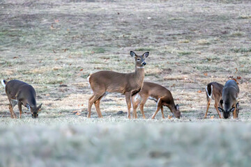 Deer in Nauvoo IL Field