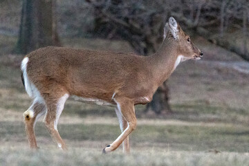 Deer in Nauvoo IL Field