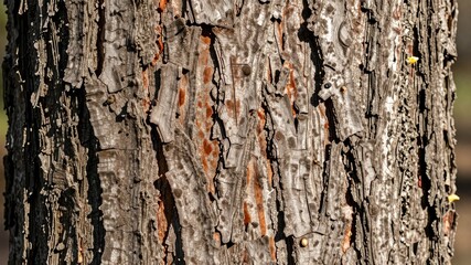Obraz premium Close-up of rough tree bark with intricate textures and natural patterns on trunk