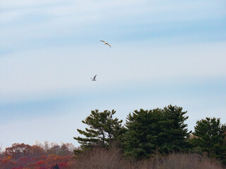 Ringbilled Gulls The Sky 
