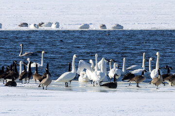 group of swans on the Mississippi River near Nauvoo IL