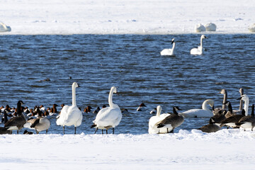 group of swans on the Mississippi River near Nauvoo IL