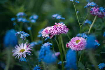 Obraz premium Beautiful Pink and Blue Flowers in Bloom