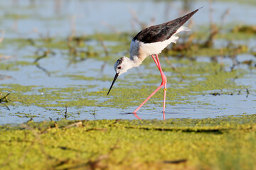 Obraz premium A close-up shot of a male black-winged stilt (Himantopus himantopus) in breeding plumage standing in the water on the bank of a pond looking for food.