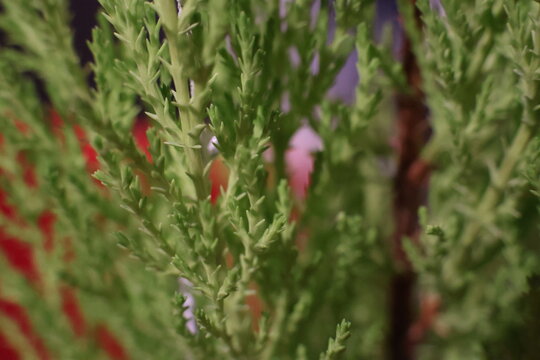 tuja zielone tło roślinne