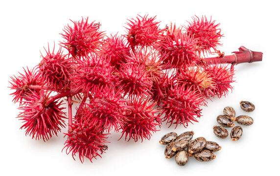 Red spiny seed pods of Castor Bean and castor seeds on white background. File contains clipping paths.