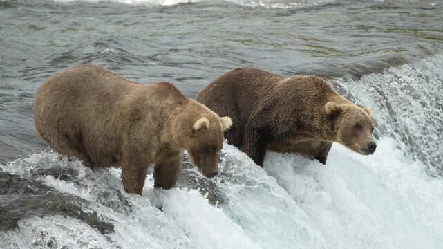 Two Brown Bears waiting for fish at Brooks Falls - Slow Motion