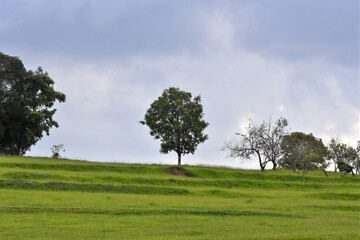 green landscape at sunset