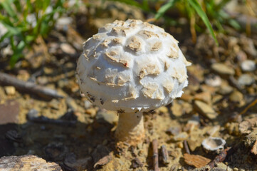 close up of mushroom on the moss in forest