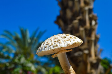 mushroom in the farm and palm tree background