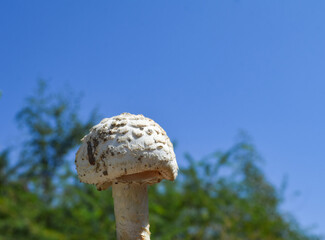 macro mushrooms on a tree background