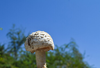 mushrooms in the grass with blue sky background