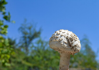 mushroom in the forest with natural view bokeh background