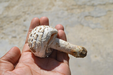 hand holding a wild mushroom 