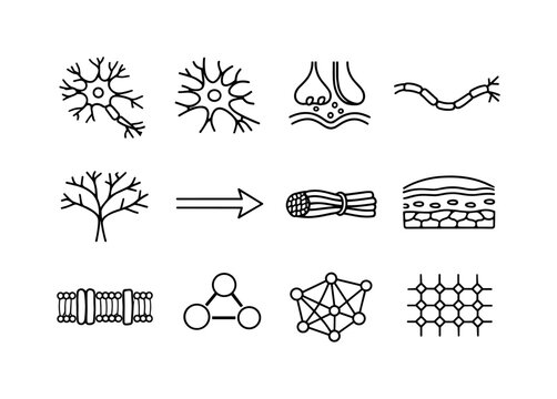Neuroanatomy Line Icons. Neuroanatomy Basics. Line icon set of Neuroanatomy Basics: neuron diagram, glial cell, synapse icon, axon pathway, dendrite tree,