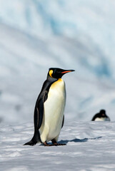 Fototapeta premium Emperor Penguin Standing on Antarctic Ice in Natural Habitat