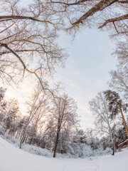 Fototapeta premium Beautiful winter landscape. Trees in the snow in a clearing on a cold day.