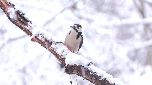 Greater spotted woodpecker(Dendrocopos major) Picchio rosso maggiore	