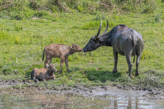 A family of wild water buffalo (Bubalus arnee) resting near a beel (freshwater lake) in Kaziranga National Park, Assam, India