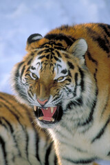 Obraz premium An Endangered Siberian Tiger growling.