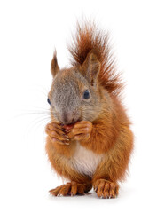Eurasian red squirrel eating nut isolated on white background