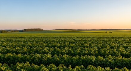 Vast green agricultural field stretching to the horizon under a soft sunset sky, aerial view