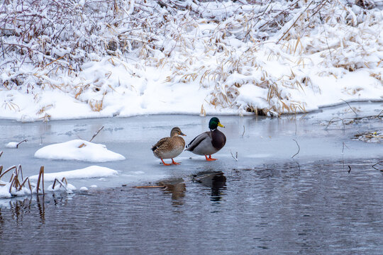 Pair of mallard ducks standing on thin ice of a freezing river in winter day.