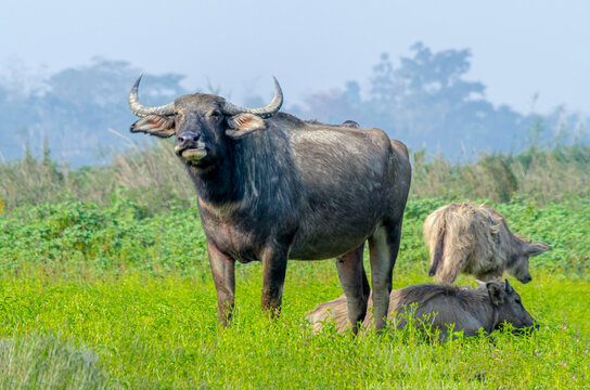 A family of wild water buffalo (Bubalus arnee) resting in a grassland in Dibru-Soikhowa National Park, Assam, India