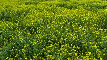 Obraz premium Vibrant Field of Yellow Wild Mustard Flowers in Bloom Under Soft Natural Light.