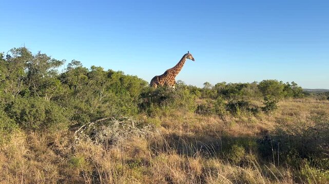Giraffe camelopardealis reticulate &icirc;s walking in a bush.