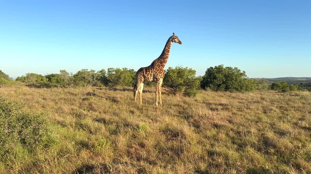 Giraffe camelopardealis reticulate &icirc;s walking in a bush.