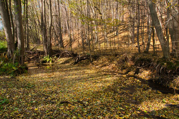 Jesienny widok na strumień w lesie z wodą pokrytą liśćmi, promienie słońca przebijające się przez drzewa i spokojna, naturalna atmosfera – rezerwat przyrody „Wąwóz Siedmicki”. © Pol Badger