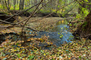 Spokojny, jesienny strumień w lesie z opadłymi liśćmi i rozświetlonymi słońcem gałęziami – rezerwat przyrody „Wąwóz Siedmicki”. © Pol Badger