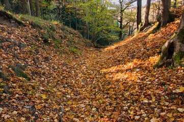 Jesienna leśna ścieżka ukryta pod złotymi liśćmi, wzdłuż cichej, rozświetlonej słońcem ścieżki – rezerwat przyrody „Wąwóz Siedmicki”. © Pol Badger