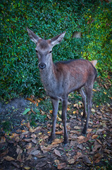 Ciekawy młody jeleń stoi czujnie przed bujnym, zielonym żywopłotem pośród jesiennych liści. © Pol Badger
